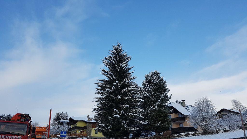Baumfällen Mariapfarr