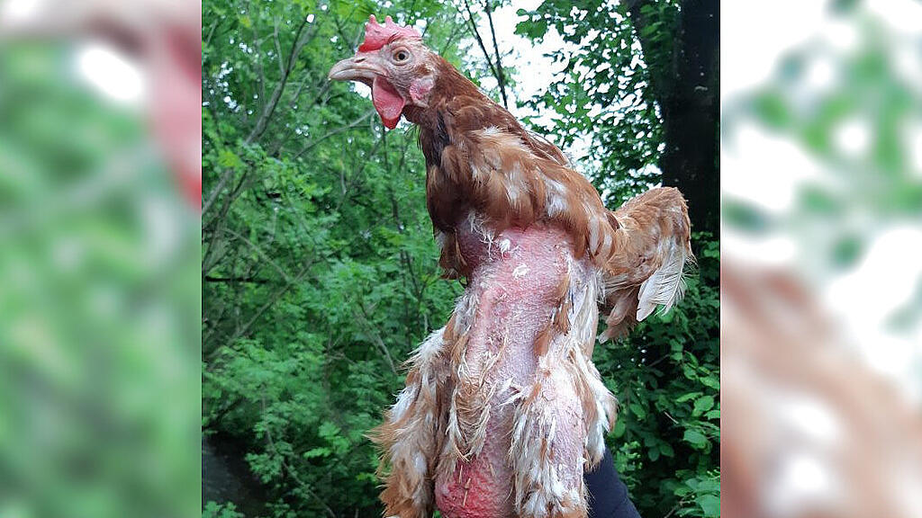 Gerettete Legehühner Pfotenhilfe
