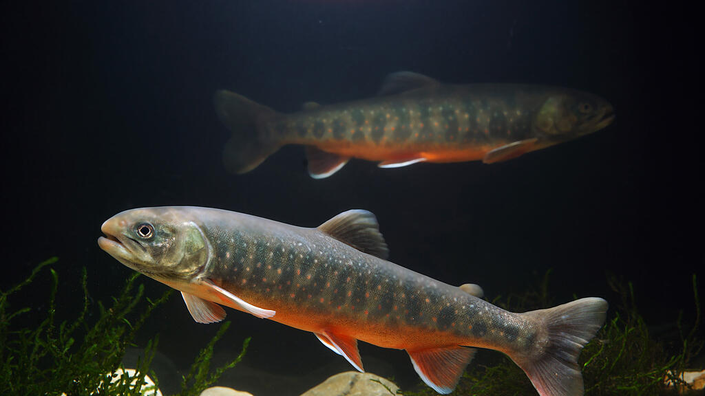 Seesaibling Fisch