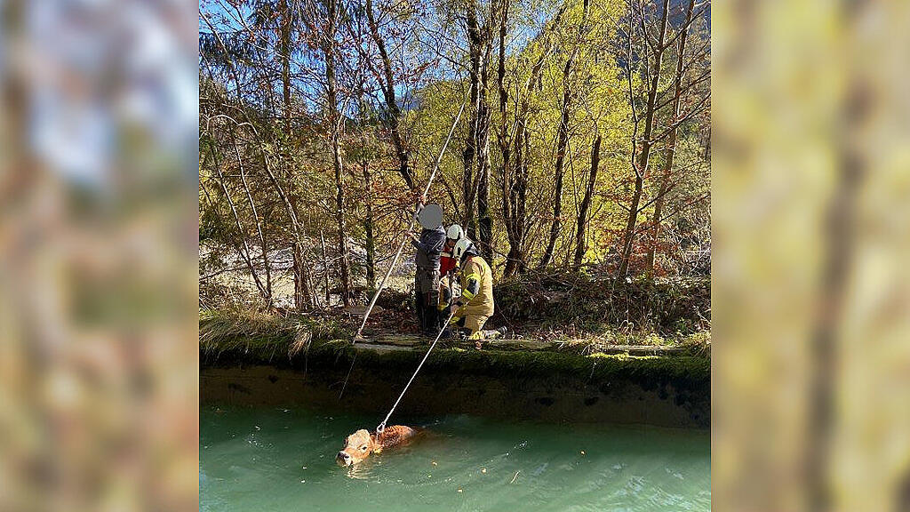 Feuerwehr St. Martin bei Lofer rettet Kalb aus Kanal