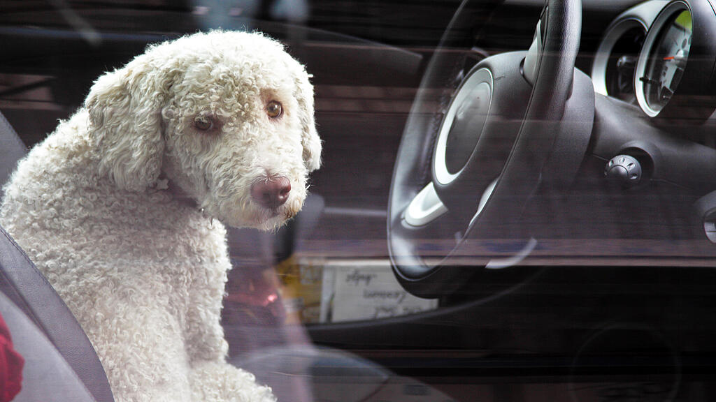 Hund im Auto, Hitze