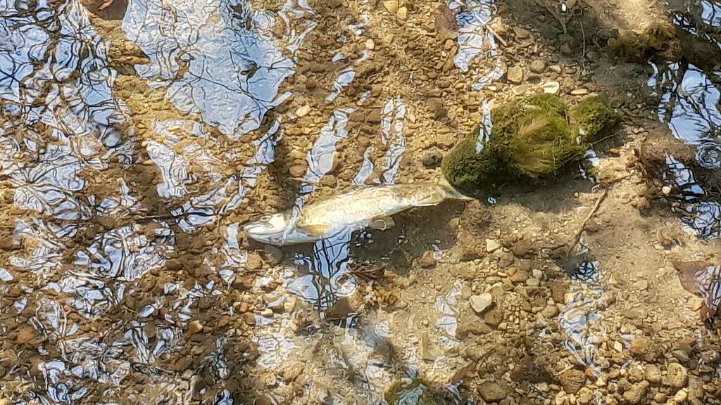 Fischsterben Pfongauerbach