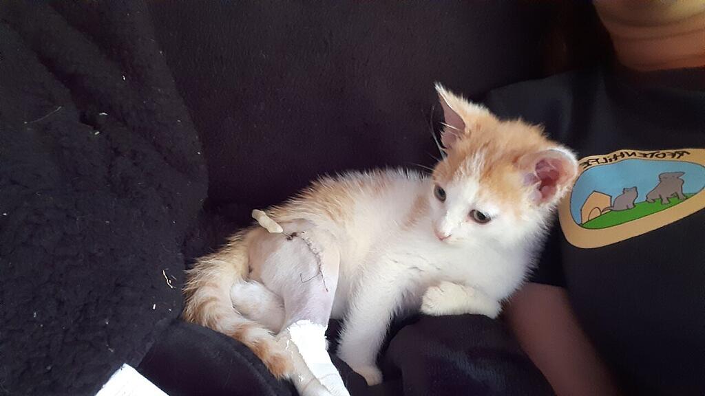 Katze "Muffin" nach Unfall verletzt