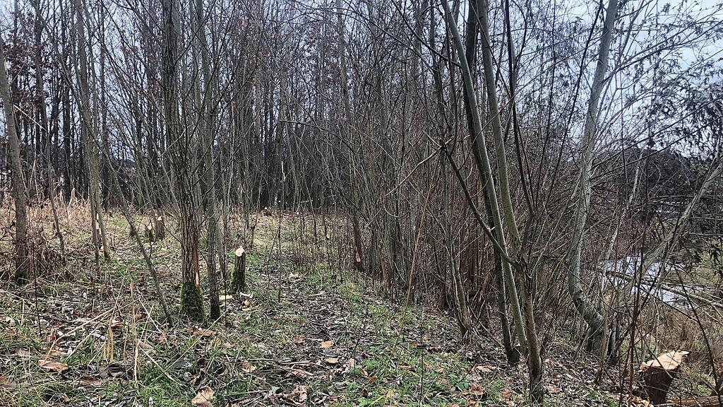 Biber-Glanspitz