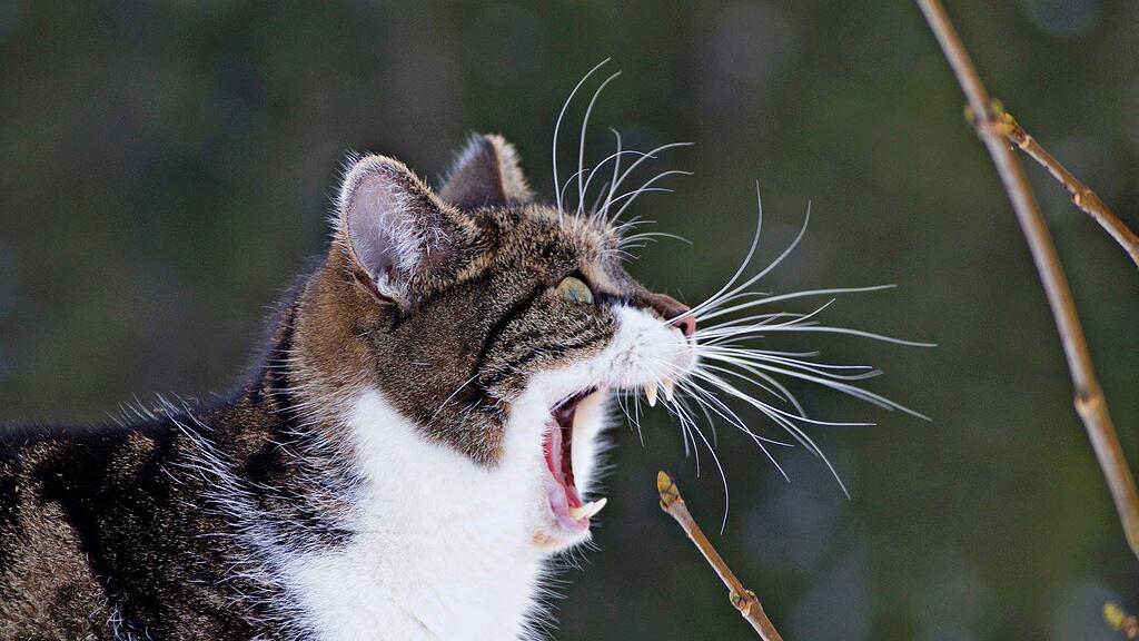 Weltkatzentag 2025