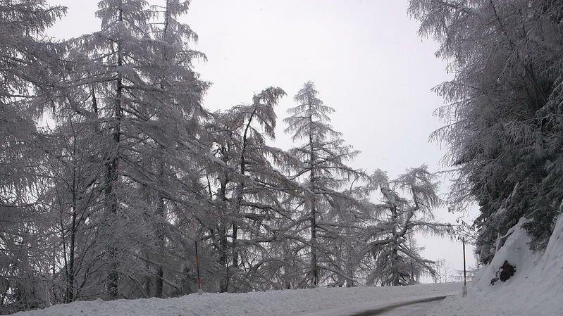 Schneefall am Roßfeld