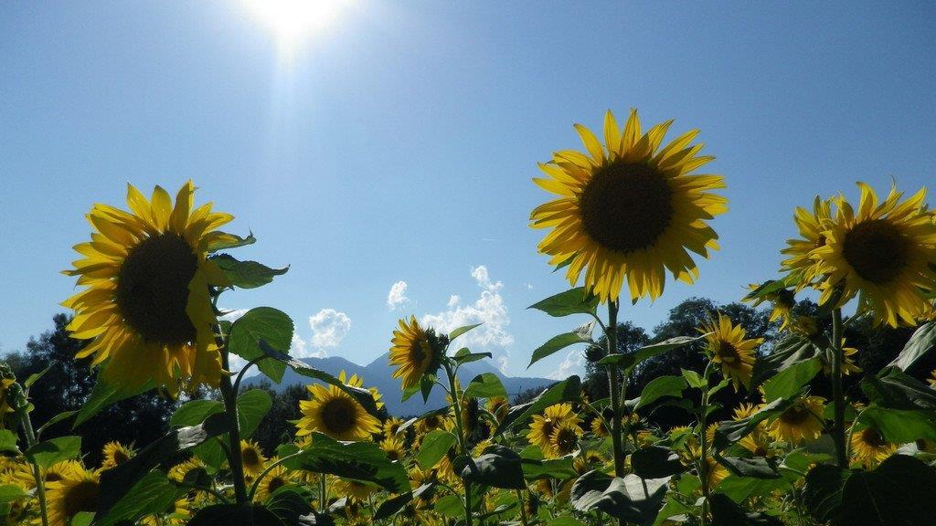 Sonnenblumenzauber in Sbg