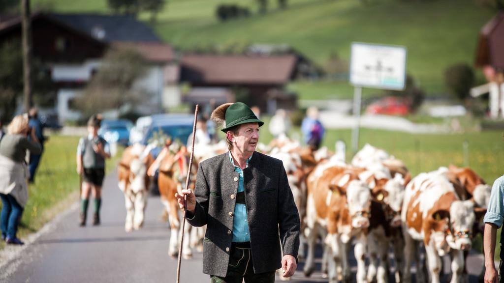 Almabtrieb St. Wolfgang I
