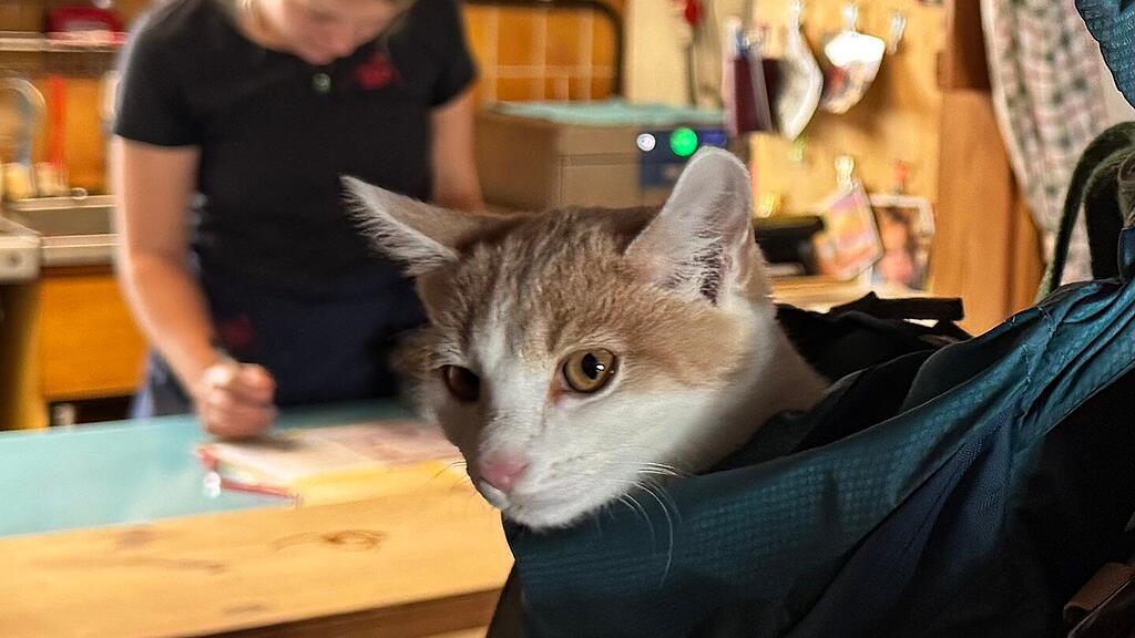 Kater am Matrashaus