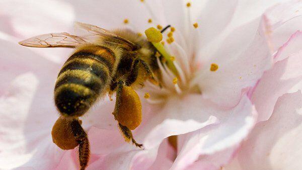 Der von Bienen gesammelte Blütenstaub kann gefährliche Chemikalien enthalten.