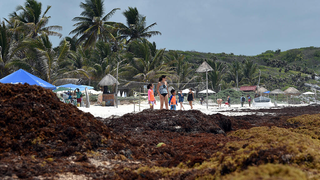 Algen, Strand Mexiko, Tulum