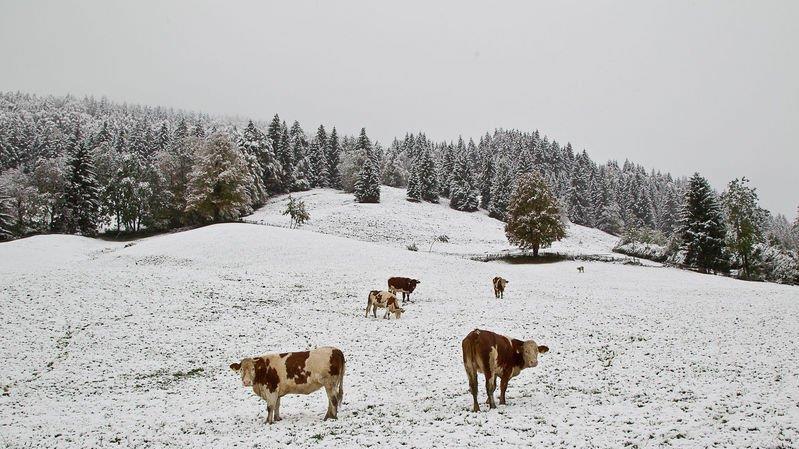 Schnee im Flachgau