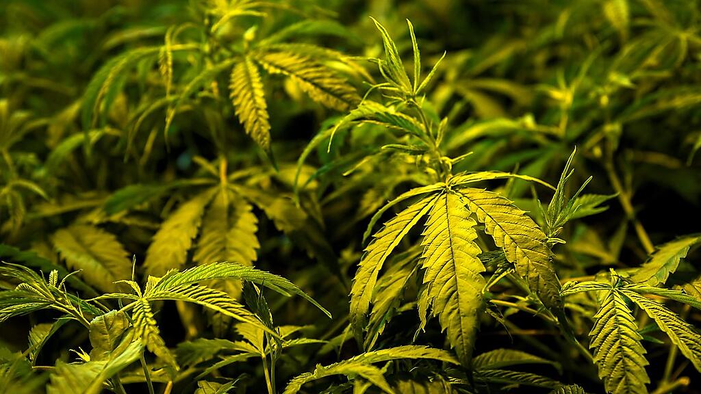 CBD wird aus der Cannabis-Pflanze gewonnen