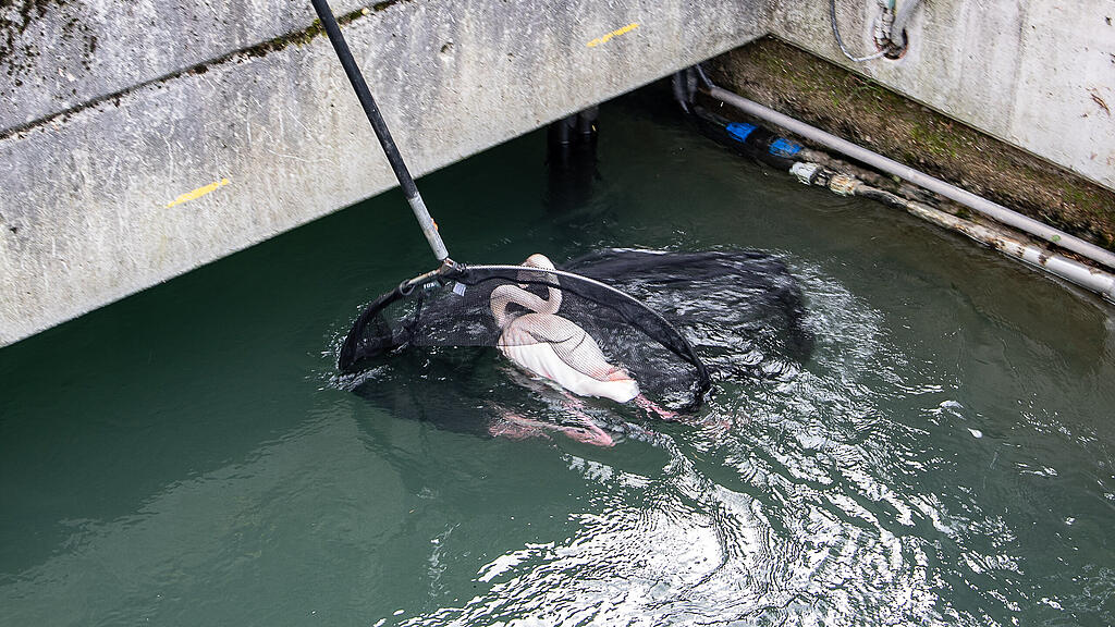 Flamingo aus Almkanal gerettet