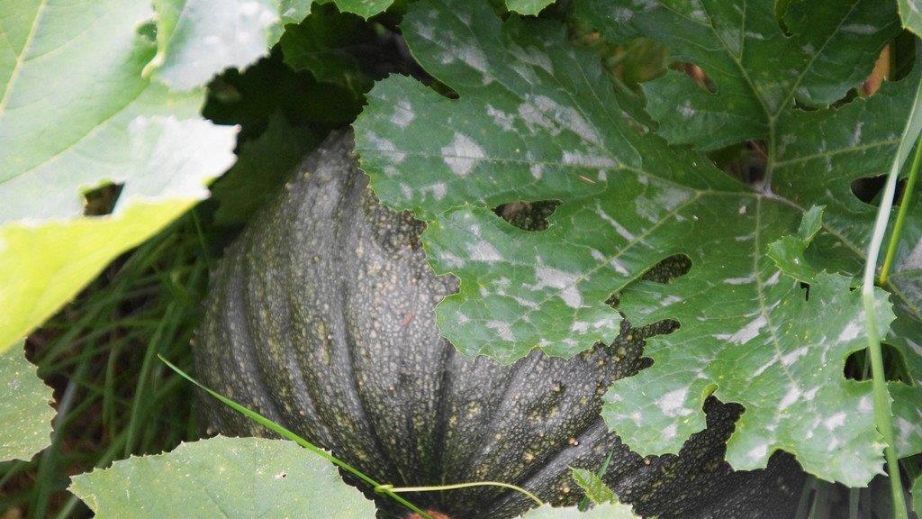 Spätsommer-Impressionen 1