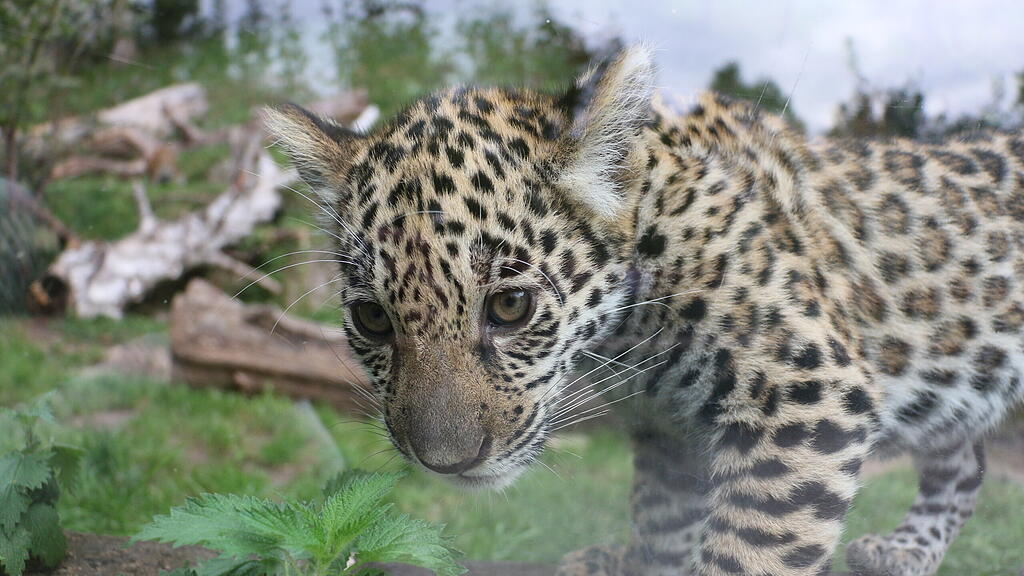 Jaguarnachwuchs