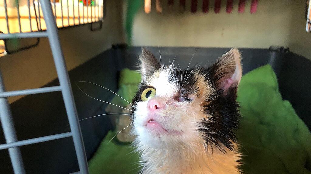Kitty