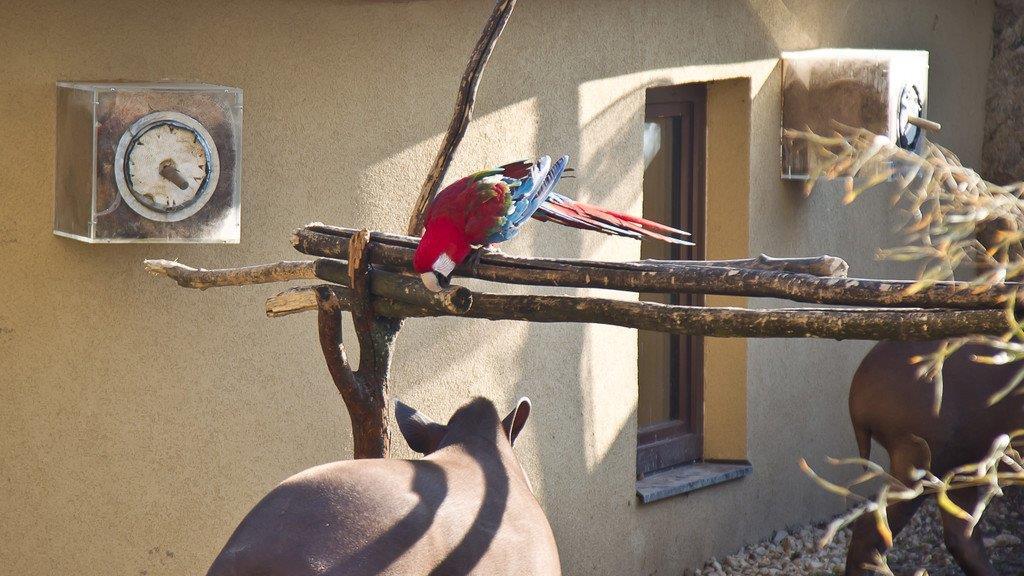 Frühlingserwachen im Salzburger Zoo