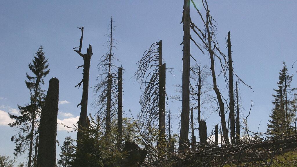Besondere Brandgefahr geht auch von Katalysatoren bzw. Auspuffrohren von Autos aus, die am Rand von Waldwegen im Gras, auf Wald- und Wiesenzufahrten oder auf Unterstellplätzen im Freien abgestellt werden.