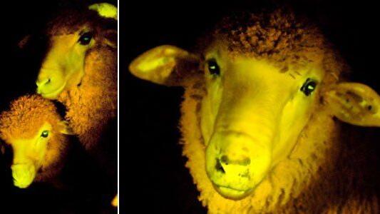 Erbgut von Schafen mit Quallen-DNA versetzt.