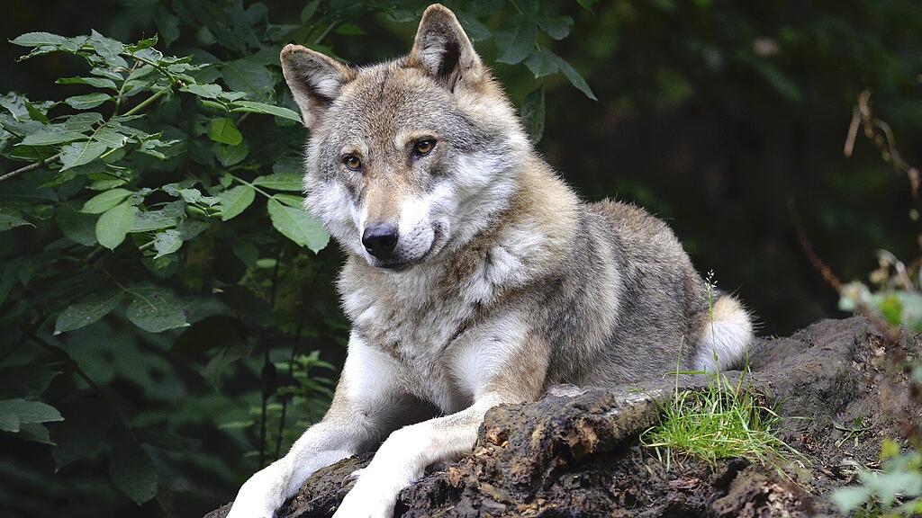 symb_wolf