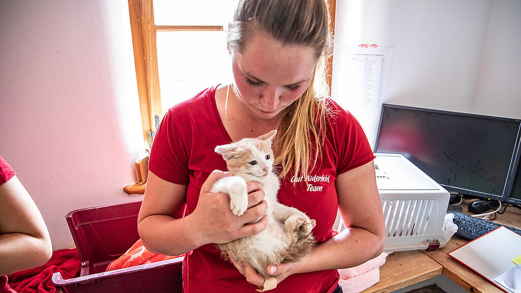 Katze, Gut Aiderbichl