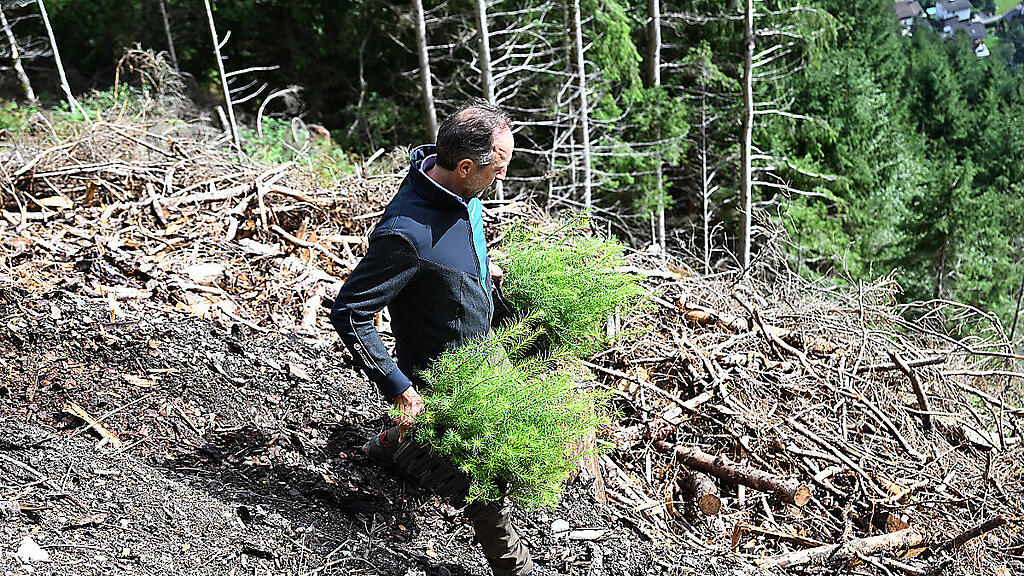 Die ÖBf-Schutzwälder werden zunehmend aufgeforstet