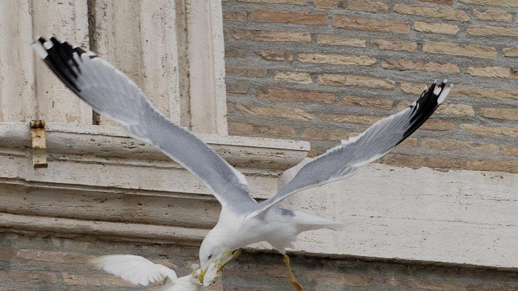 Vögel attackieren Friedenstauben