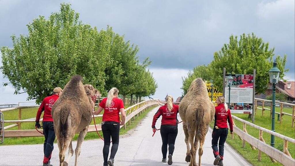 Paarhufer zurück auf Gut Aiderbichl
