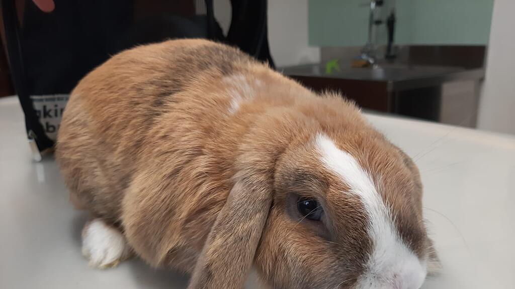 Kaninchen ausgesetzt