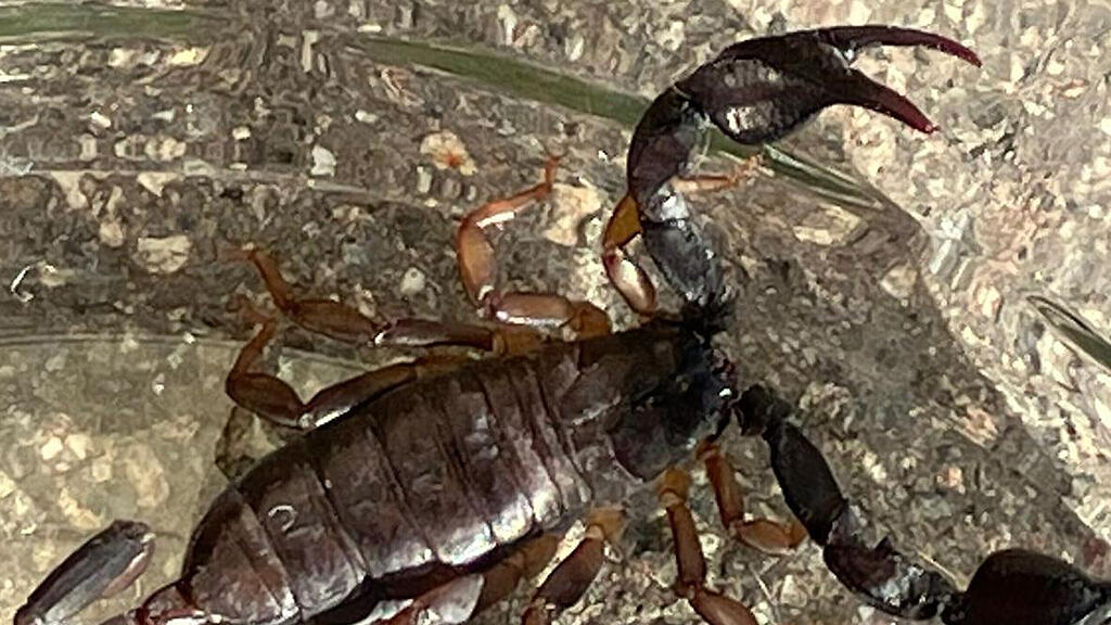 skorpion