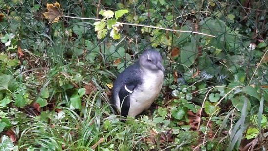 Pinguin_Lesedi