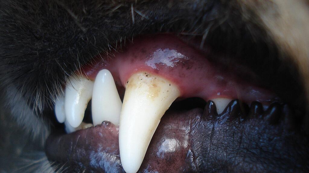 symb_Hund, symb_Hunde,