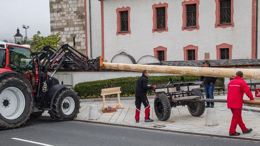 Stiegl erhält Baum zurück