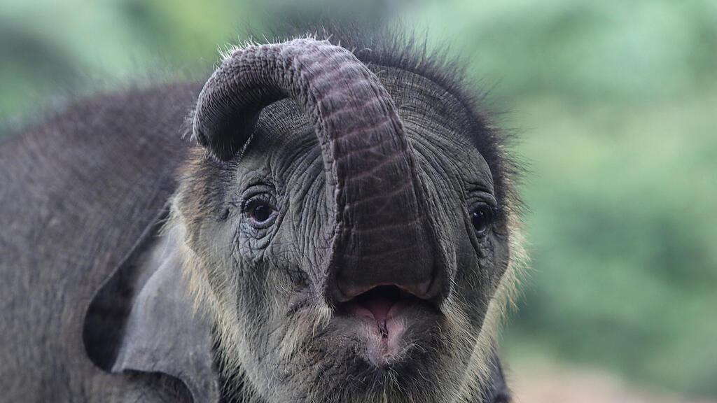 Elefant