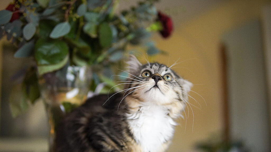 Weltkatzentag 2022