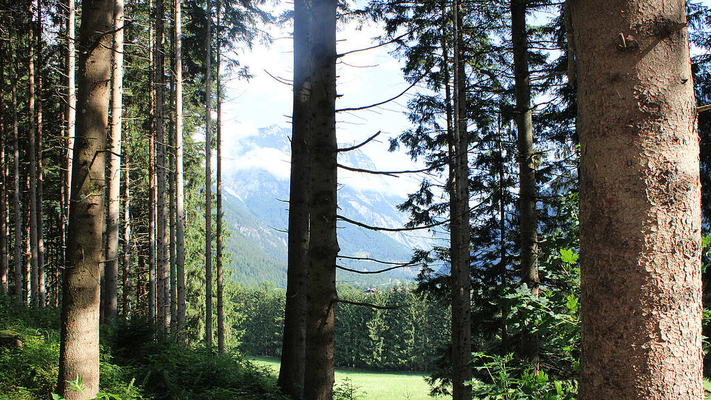 Hubert Stock im Wald