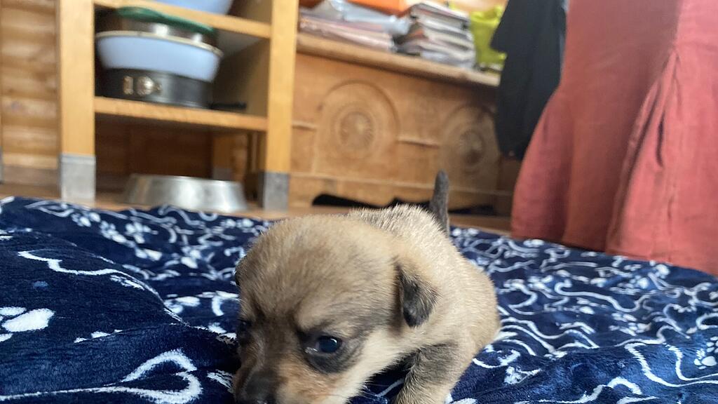 Animal Hording, Pfotenhilfe zieht Hundebabys mit Flasche auf