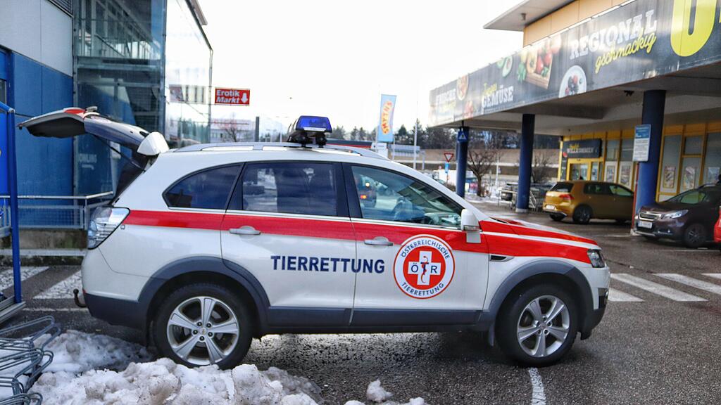 taubensterben
