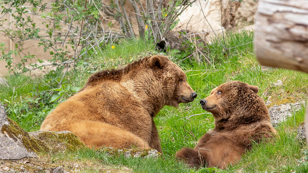 Braunb\u00e4ren_Aragon (li.)_und_Blanca_ZooSBG_c_Gisela_Brechenmacher.jpg