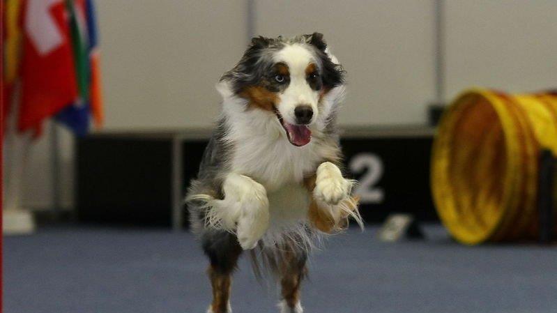 Festival der Hunde