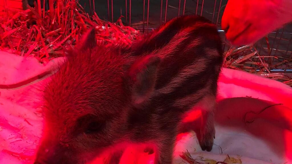 Verlassenes Wildschwein-Baby in Niederösterreich