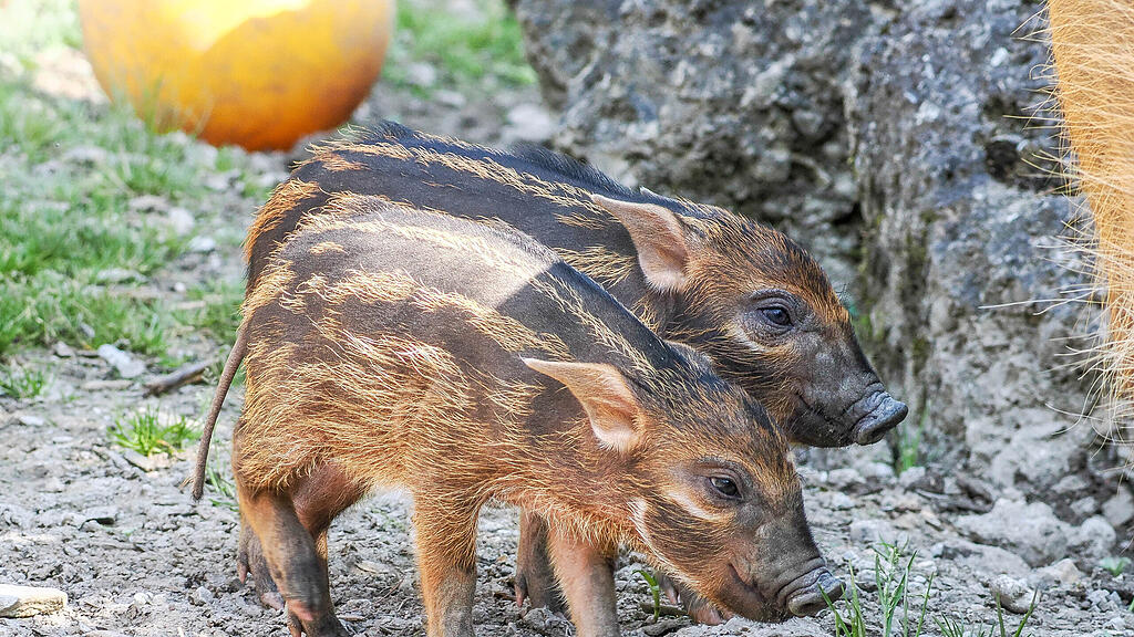 Gut behüteter Nachwuchs bei den Pinselohrschweinen_c_ZooSBG_Angelika Köppl (4).jpg