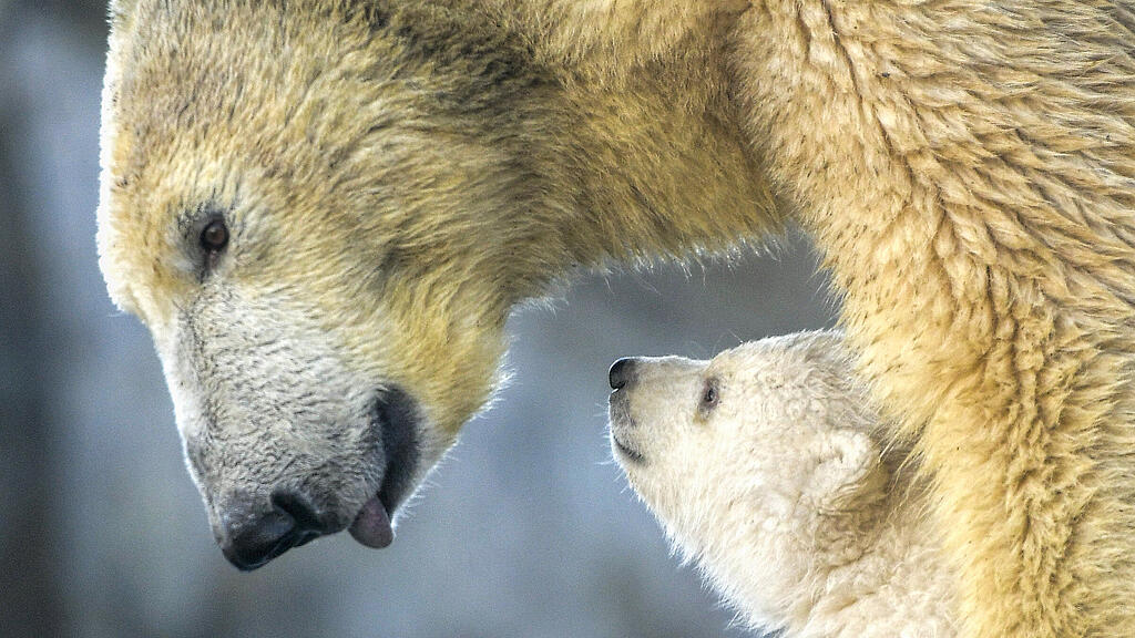 Eisbär, Wien, Schönnbrunn