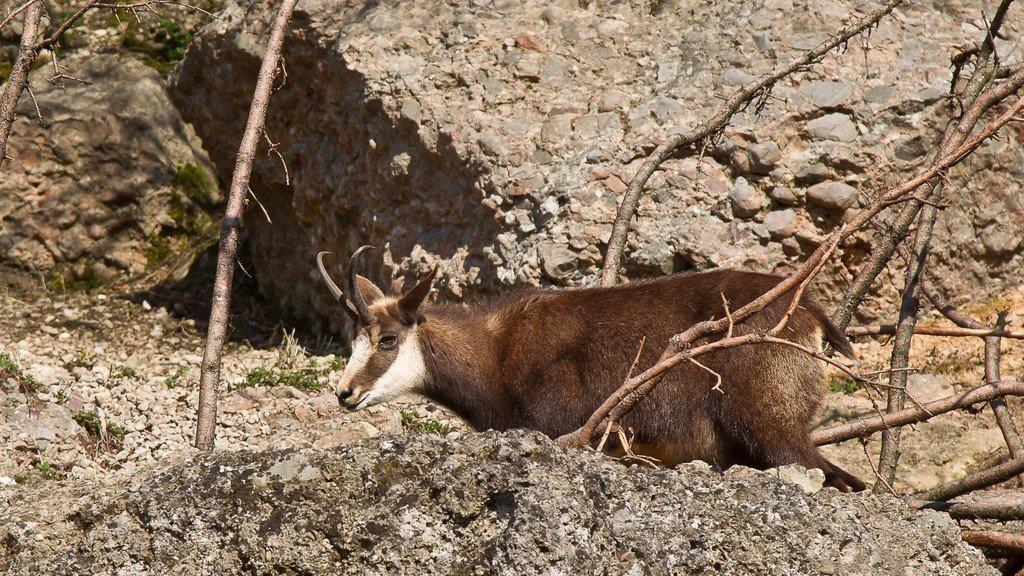 Frühlingserwachen im Salzburger Zoo