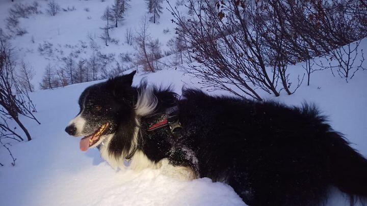 Lawinenhund_Kärnten