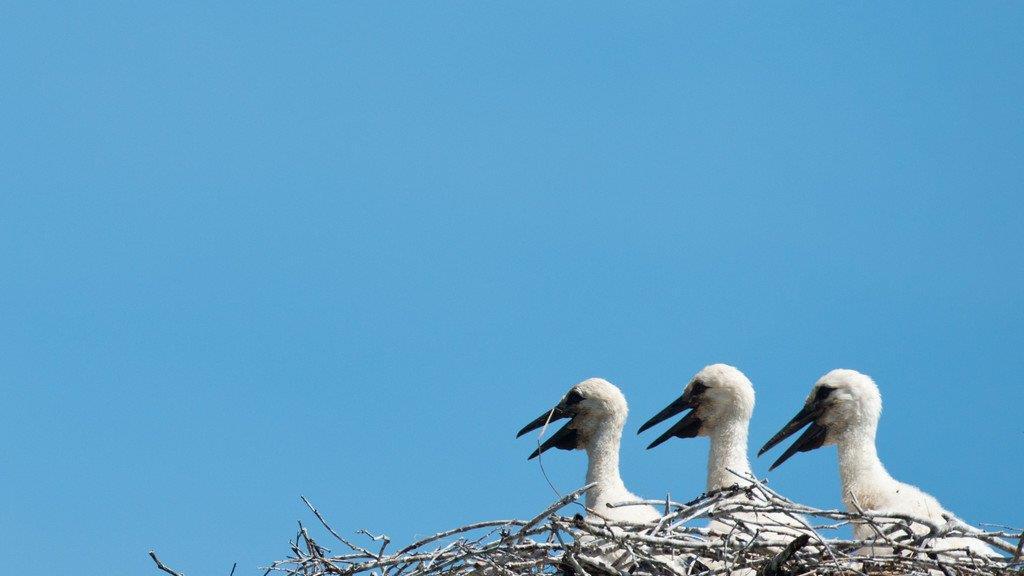 Die besten Tierbilder der Woche