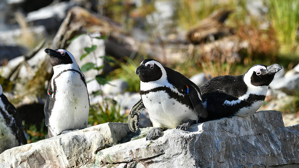 Zoo Salzburg heute_Brillenpinguine bezogen 2020 die neu errichtete Anlage_c_Kerstin_Joensson.jpg