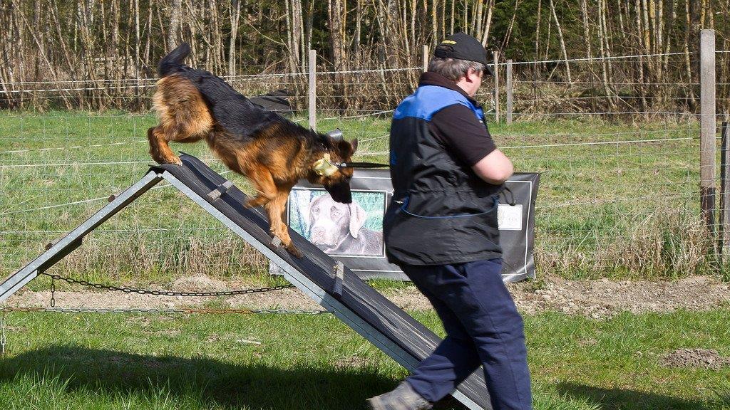 "Der gelbe Hund" in Nußdorf