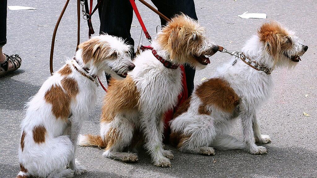 symb_hunde symb_leine